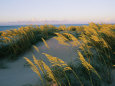Sea Oats, Dunes, and Beach at Oregon Inlet